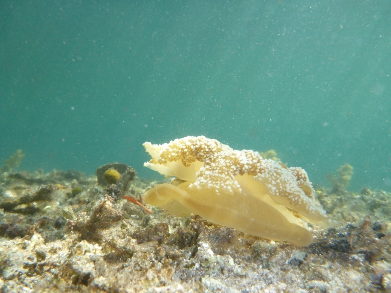 Upside down jellyfish